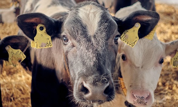 A close up of two calves looking directly into the camera